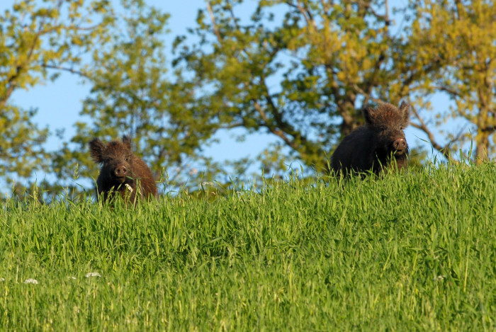 IL CINGHIALE